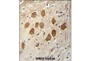 HCFC1R1 Antibody (N-term) (ABIN655591 and ABIN2845078) immunohistochemistry analysis in formalin fixed and paraffin embedded human brain tissue followed by peroxidase conjugation of the secondary antibody and DAB staining. (HCFC1R1 抗体  (N-Term))