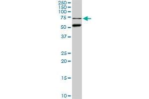 Western Blotting (WB) image for anti-CLK3 (CLK3) (AA 36-136) antibody (ABIN598613) (CLK3 抗体  (AA 36-136))