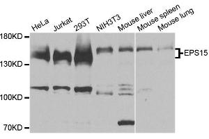 Western blot analysis of extracts of various cell lines, using EPS15 antibody (ABIN6003546) at 1:3000 dilution. (EPS15 抗体)