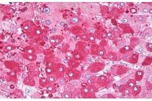 Anti-Serum Albumin antibody IHC staining of human liver. (Albumin 抗体)
