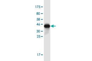 Western Blot detection against Immunogen (36.