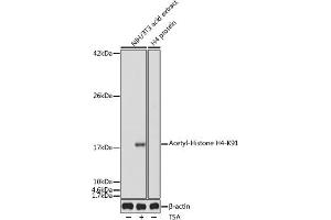 Western blot analysis of extracts of NIH/3T3 cells, using Acetyl-Histone H4-K91 antibody (ABIN7267748) at 1:1000 dilution. (Histone H4 抗体  (acLys91))