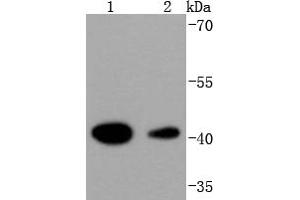 Lane 1: Hela, Lane 2: K562 lysate probed with HDAC8 (4C3) Monoclonal Antibody  at 1:1000 overnight at 4˚C. (HDAC8 抗体)