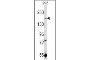CHAK1 Antibody  (ABIN392614 and ABIN2837991) western blot analysis in 293 cell line lysates (35 μg/lane). (TRPM7 抗体  (C-Term))