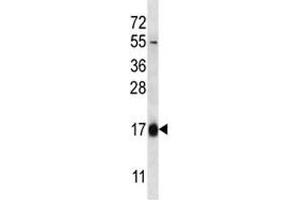 HBQ1 antibody western blot analysis in 293 lysate. (HBQ1 抗体  (AA 1-28))