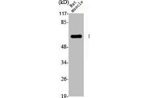 Western Blot analysis of RAT-MUSCLE cells using Dab1 Polyclonal Antibody (DAB1 抗体)