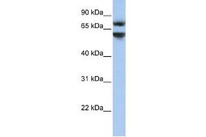 Western Blotting (WB) image for anti-Junctophilin 3 (JPH3) antibody (ABIN2459300) (Junctophilin 3 抗体)