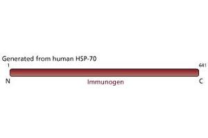 Image no. 2 for anti-Heat Shock Protein 70 (HSP70) antibody (ABIN967447) (HSP70 抗体)