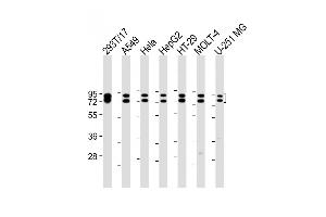 All lanes : Anti-HNRNPR Antibody (N-term) at 1:2000 dilution Lane 1: 293T/17 whole cell lysate Lane 2: A549 whole cell lysate Lane 3: Hela whole cell lysate Lane 4: HepG2 whole cell lysate Lane 5: HT-29 whole cell lysate Lane 6: MOLT-4 whole cell lysate Lane 7: U-251 MG whole cell lysate Lysates/proteins at 20 μg per lane.