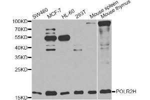 Western blot analysis of extracts of various cell lines, using POLR2H antibody. (POLR2H 抗体)