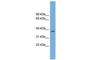Image no. 1 for anti-FK506 Binding Protein Like (FKBPL) (AA 71-120) antibody (ABIN6745175) (FKBPL 抗体  (AA 71-120))