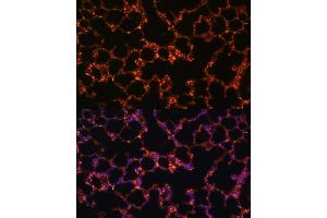 Immunofluorescence analysis of mouse lung using BTN3 Polyclonal Antibody (0288) at dilution of 1:100 (40x lens). (BTN3A1 抗体  (AA 40-250))