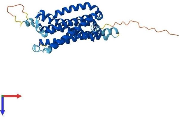 Adenosine A2b Receptor Protein (ADORA2B) (AA 1-332) (His tag)