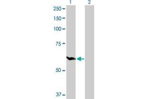 Western Blot analysis of GPI expression in transfected 293T cell line by GPI MaxPab polyclonal antibody. (GPI 抗体  (AA 1-558))