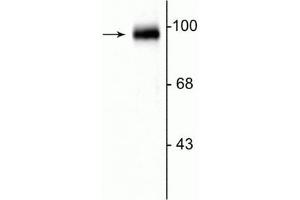 Western blot of rat cerebellar lysate showing the specific immunolabeling of the ~95 kDa GRASP protein. (GRIPAP1 抗体  (C-Term))