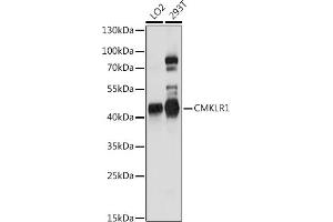 Western blot analysis of extracts of various cell lines, using CMKLR1 antibody (ABIN7266327) at 1:1000 dilution. (CMKLR1 抗体  (AA 250-350))