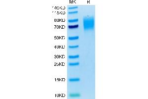 Signal-Regulatory Protein alpha (SIRPA) (AA 32-373) protein (His tag)