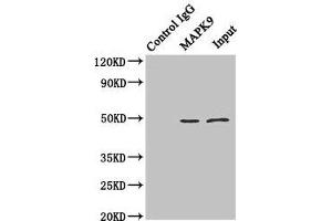 Immunoprecipitating MAPK9 in Hela whole cell lysate Lane 1: Rabbit control IgG (1 μg) instead of ABIN7160013 in Hela whole cell lysate. (JNK2 抗体  (AA 1-424))