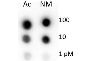 Dot Blot of Rabbit Histone H4 Antibody.