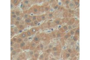 Used in DAB staining on fromalin fixed paraffin- embedded liver tissue (BTD 抗体  (AA 42-271))