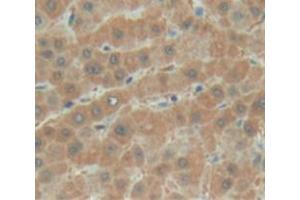 Used in DAB staining on fromalin fixed paraffin- embedded liver tissue (BTD 抗体  (AA 42-271))