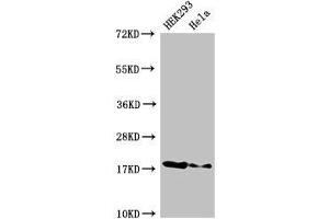 Western Blot Positive WB detected in: HEK293 whole cell lysate, Hela whole cell lysate All lanes: RNASEH2C antibody at 3 μg/mL Secondary Goat polyclonal to rabbit IgG at 1/50000 dilution Predicted band size: 18 kDa Observed band size: 18 kDa (RNASEH2C 抗体  (AA 1-164))