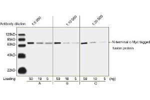 Image no. 1 for anti-Myc Tag antibody (ABIN2585197)