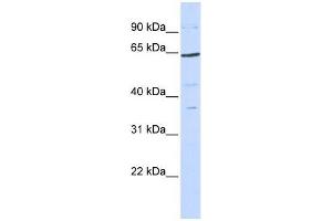 Human 293T; WB Suggested Anti-TCF7L1 Antibody Titration: 0. (TCF7L1 抗体  (N-Term))