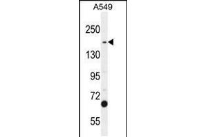 Western blot analysis in A549 cell line lysates (35ug/lane). (TDRD7 抗体  (C-Term))