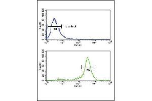 CALR Antibody (ABIN652259 and ABIN2841097) flow cytometric analysis of HepG2 cells (bottom histogram) compared to a negative control cell (top histogram). (Calreticulin 抗体)