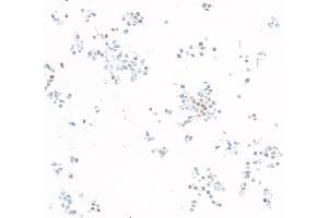 Immunocytochemistry (ICC) image for anti-Kruppel-Like Factor 5 (Intestinal) (KLF5) (AA 325-375) antibody (ABIN7795630) (Recombinant KLF5 抗体  (AA 325-375))