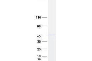 Western Blotting (WB) image for Basic Helix-Loop-Helix Family, Member E40 (BHLHE40) protein (Myc-DYKDDDDK Tag) (ABIN2715256)