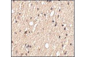 Immunohistochemistry of Spred1 in human brain tissue with this product at 2. (SPRED1 抗体  (Center))