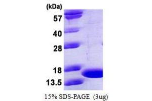 Image no. 1 for Tumor Necrosis Factor alpha (TNF alpha) protein (ABIN1098805) (TNF alpha 蛋白)
