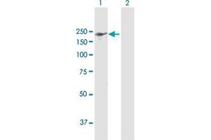 Western Blot analysis of IQGAP3 expression in transfected 293T cell line by IQGAP3 MaxPab polyclonal antibody. (IQGAP3 抗体  (AA 1-1631))