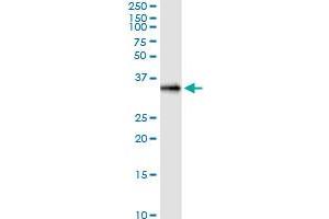 Immunoprecipitation of CSGALNACT1 transfected lysate using anti-CSGALNACT1 MaxPab rabbit polyclonal antibody and Protein A Magnetic Bead , and immunoblotted with CSGALNACT1 purified MaxPab mouse polyclonal antibody (B02P) . (CSGALNACT1 抗体  (AA 1-297))