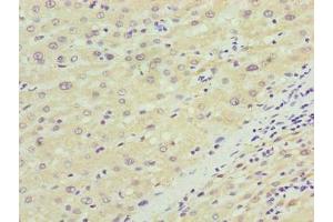 Immunohistochemistry (IHC) image for anti-Na+/K+ Transporting ATPase Interacting 4 (NKAIN4) (AA 83-150) antibody (ABIN7170048)