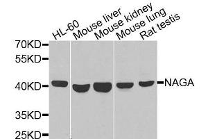 Western blot analysis of extracts of various cell lines, using NAGA antibody (ABIN6003650) at 1/1000 dilution. (NAGA 抗体)