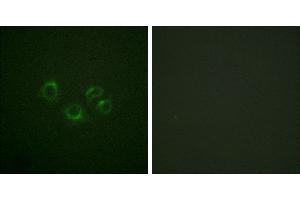 Peptide - +Western blot analysis of extracts from NIH/3T3 cells, using EPHA2/3/4 (Ab-588/596) antibody.