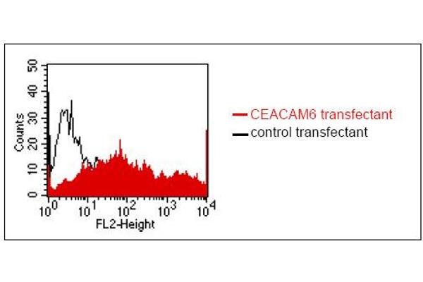 CEACAM6 抗体