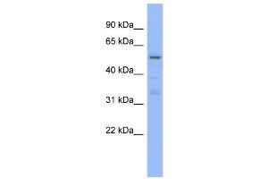 WB Suggested Anti-TRIM5  Antibody Titration: 0. (TRIM5 抗体  (N-Term))