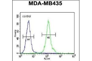 OR2L13 Antibody (C-term) (ABIN655220 and ABIN2844829) flow cytometric analysis of MDA-M cells (right histogram) compared to a negative control cell (left histogram). (OR2L13 抗体  (C-Term))
