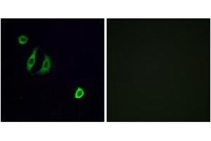 Immunofluorescence (IF) image for anti-Olfactory Receptor, Family 4, Subfamily F, Member 6 (OR4F6) (AA 55-104) antibody (ABIN1535910)