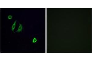 Immunofluorescence analysis of A549 cells, using OR4F6 Antibody. (OR4F6 抗体  (AA 55-104))
