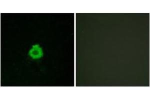 Immunofluorescence analysis of HuvEc cells, using BAI2 Antibody. (BAI2 抗体  (AA 91-140))