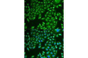Immunofluorescence analysis of U2OS cells using PNLIP antibody (ABIN5975718). (PNLIP 抗体)