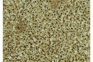 ABIN6273069 at 1/100 staining Mouse liver tissue by IHC-P. (RBM4 抗体  (Internal Region))