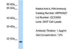 Western Blotting (WB) image for anti-Interleukin 1 Receptor Antagonist (IL1RN) (N-Term) antibody (ABIN970947) (IL1RN 抗体  (N-Term))