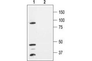 Western blot analysis of HEK-293-KCNK1 transfected cells: - 1. (KCNK1 抗体  (Extracellular, P1 Loop))