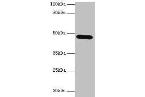 Western blot All lanes: Lox antibody at 2 μg/mL + K562 whole cell lysate Secondary Goat polyclonal to rabbit IgG at 1/10000 dilution Predicted band size: 47 kDa Observed band size: 47 kDa (LOX 抗体  (AA 163-411))